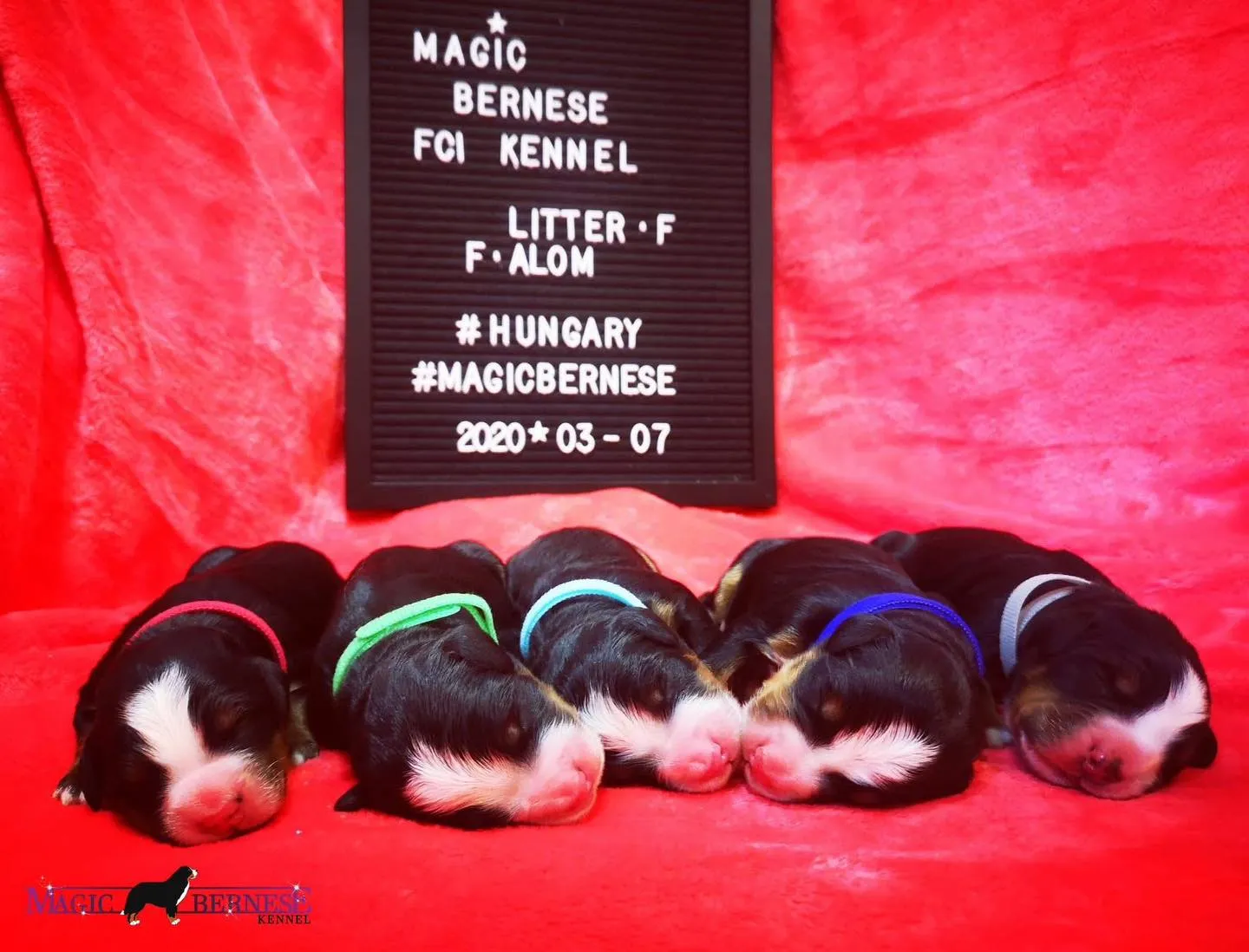 F-alom 5. születésnap