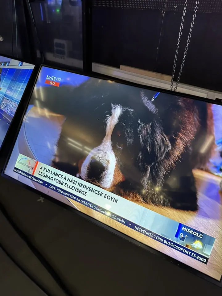 Belmondo televízió