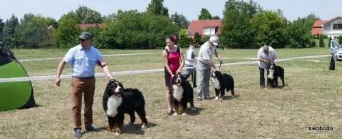 Debrecen CACIB