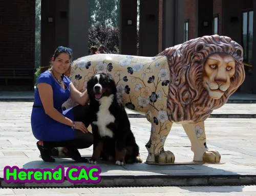 Herend CAC