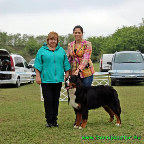 Komárom CACIB - Alina
