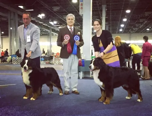 FeHoVa Winter Dog Show