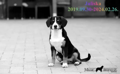 Juliska
