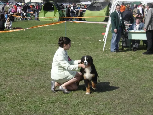 Miskolc CACIB 2010 Ardó