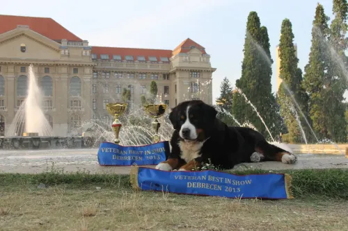 Debrecen 2x CACIB