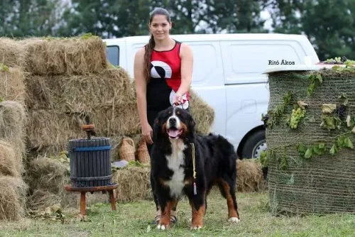 Miskolc CAC 2014