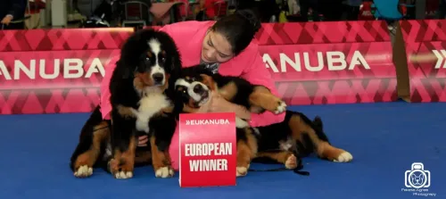 Brno Európa Kutyakiállítás