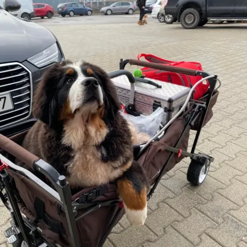 Kiállítási kép