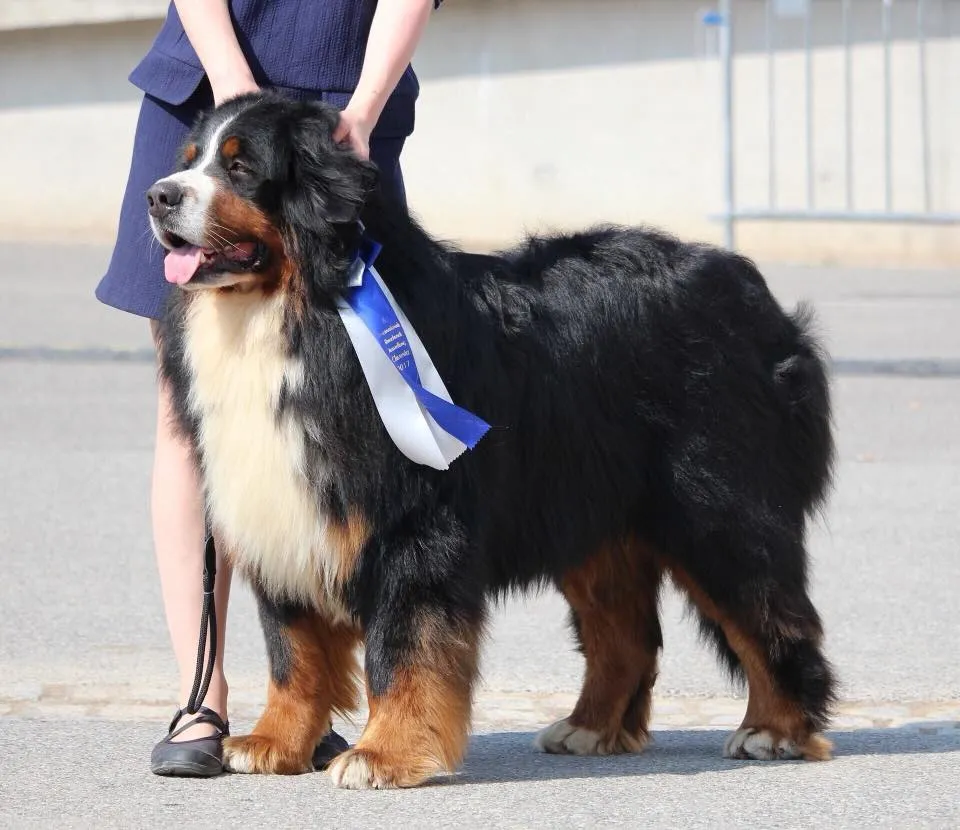 Öreghegyi-Mackó Pecorino