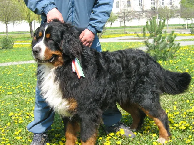 Patvarci-Nagydiófás Bennó