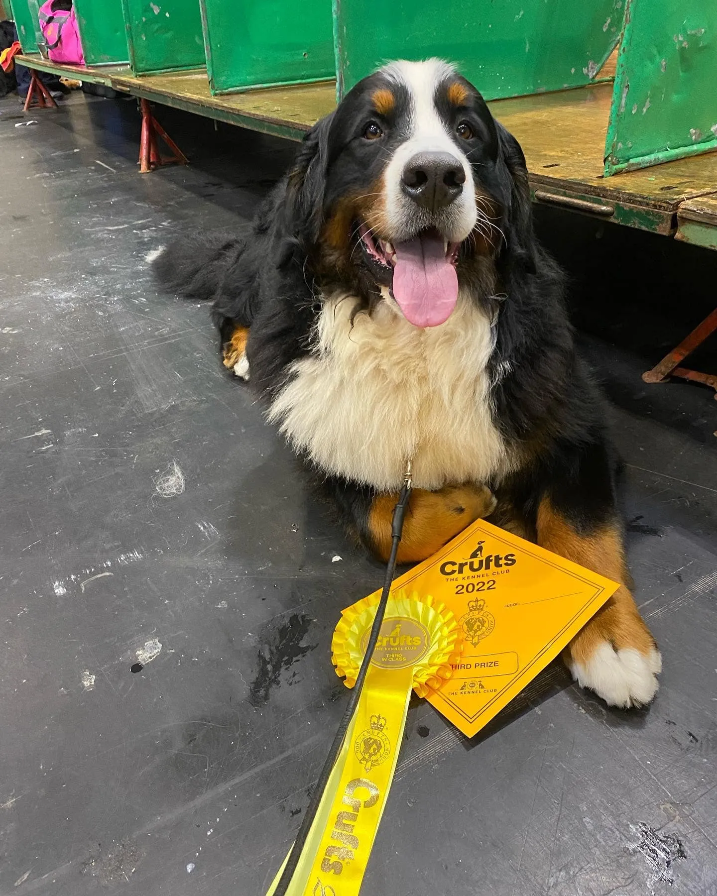 Daithi Magic Bernese