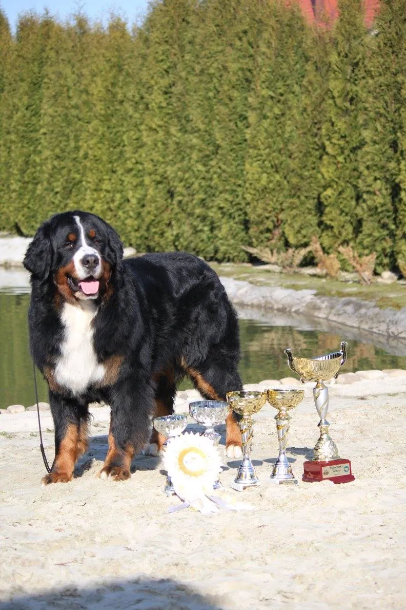 Michikos Eien "magic Bruce