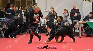 Kappahegyi Just for You "Jack"