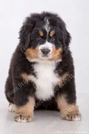 Bonjour