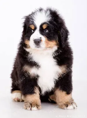Benjamin