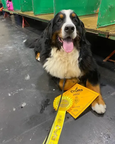 Daithi Magic Bernese