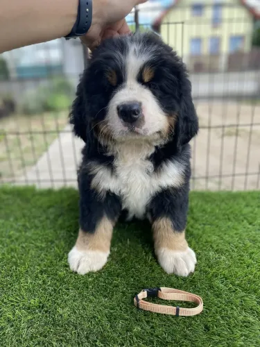 Odin Brúnó