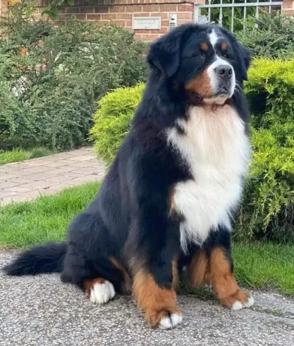 Dél-Alföldi Berni Taro – berni pásztorkutya