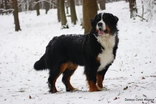 Danaya Canis Magnus – berni pásztorkutya