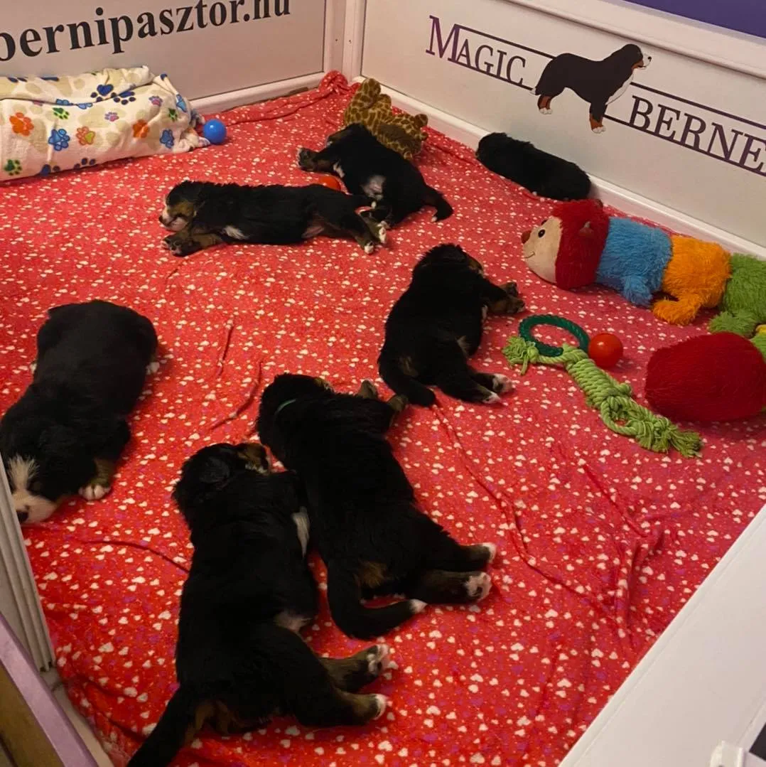 Kölyöknevelés környezete