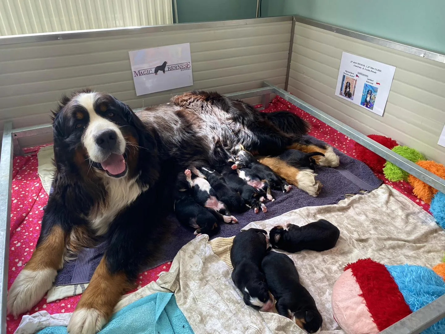 Kölyöknevelés környezete