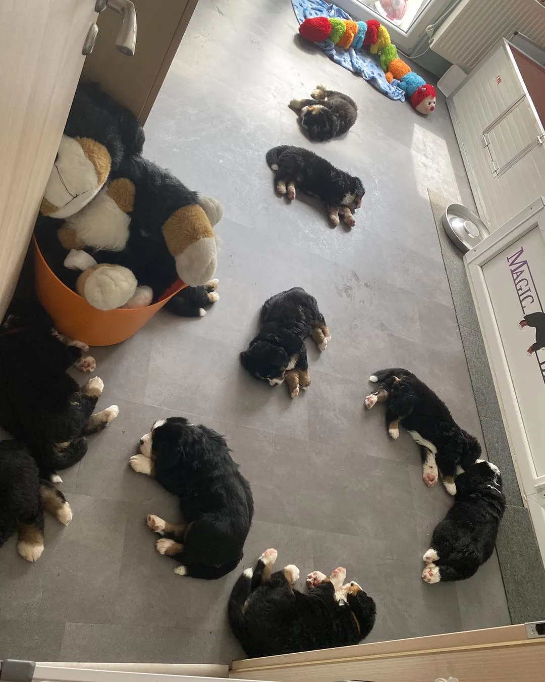 Kölyöknevelés környezete