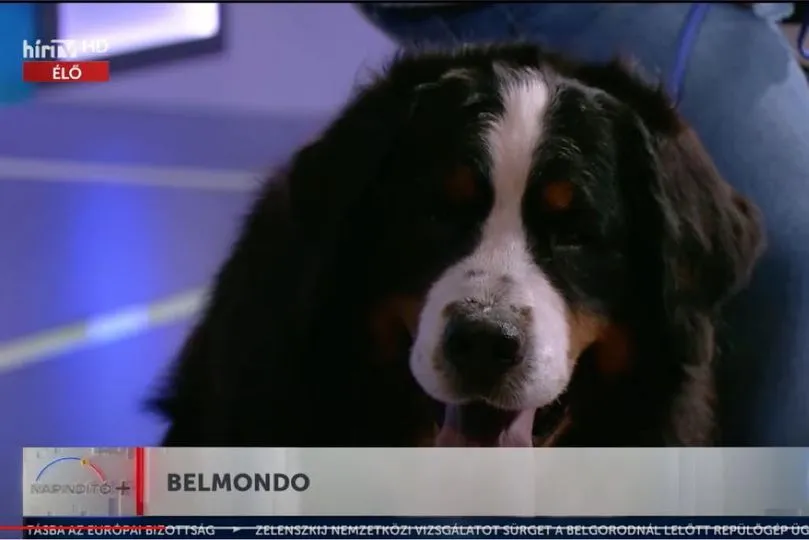 Belmondo élő adásban volt
