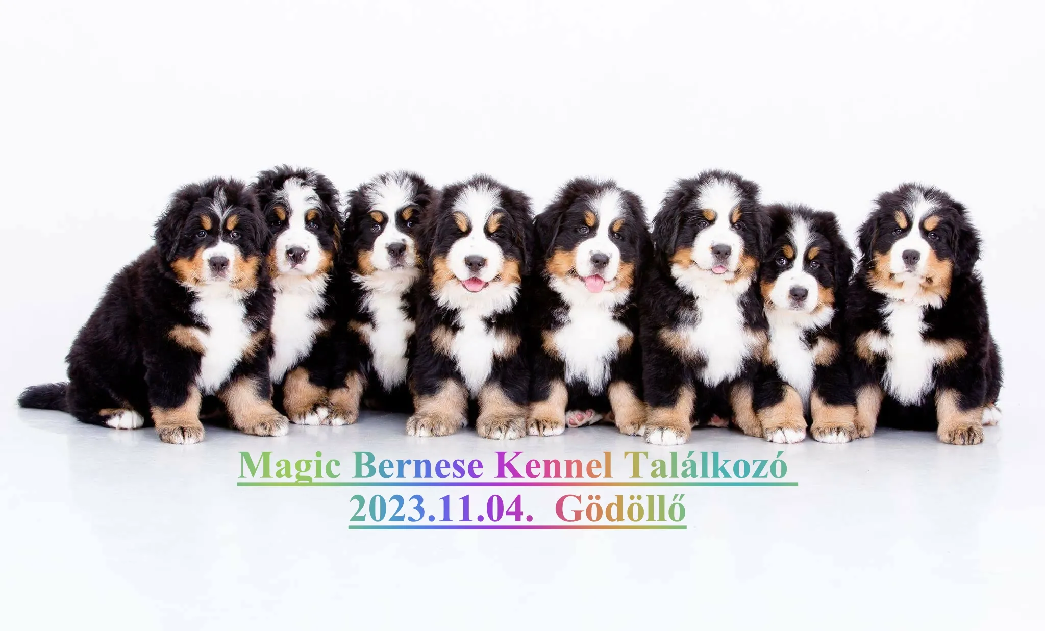 Magic Bernese Family