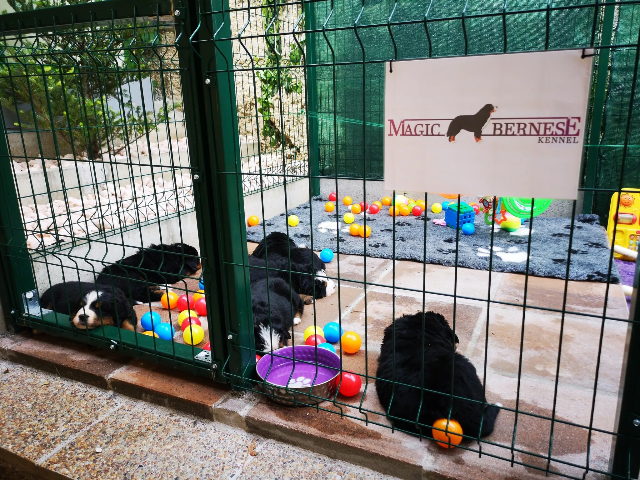 Kölyöknevelés környezete