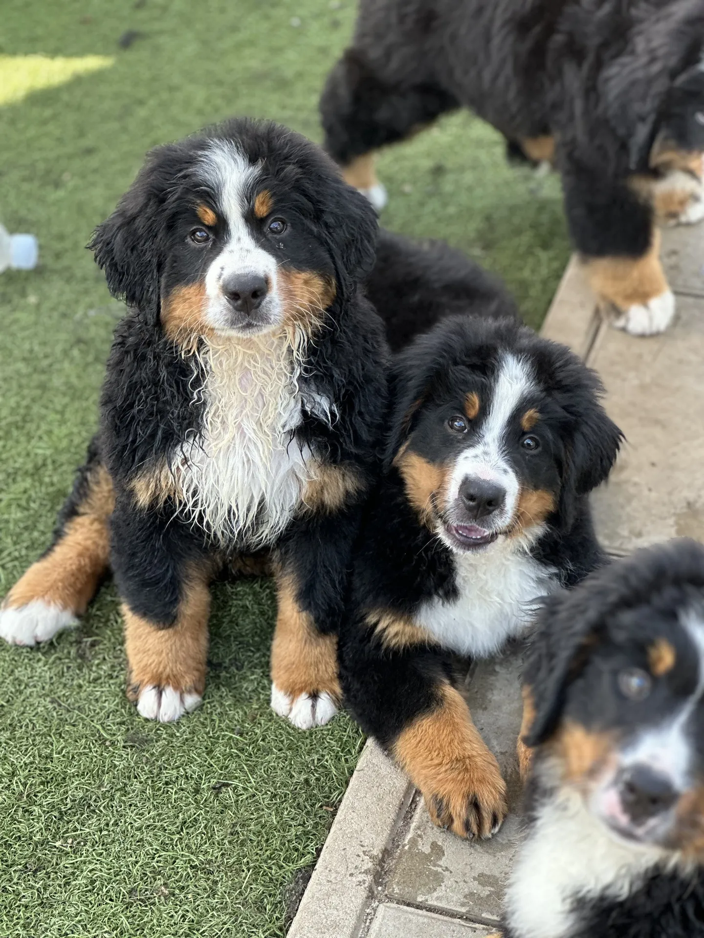 Kölyöknevelés környezete