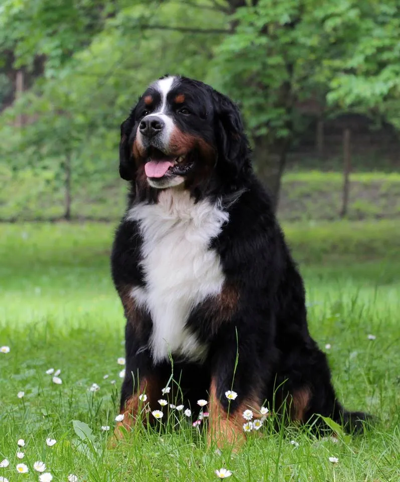 Berni pásztorkutya
