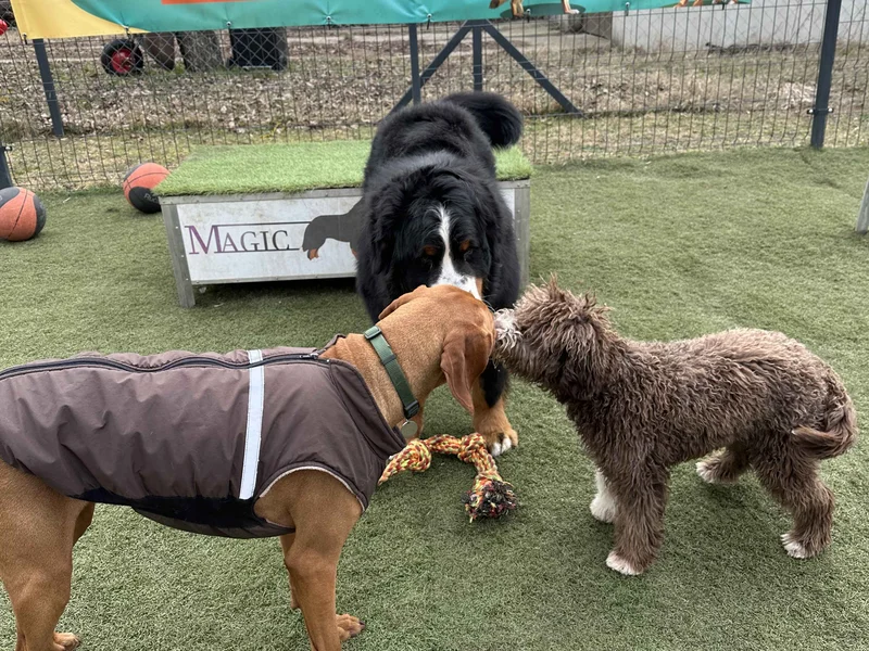 Szocializáció és programok